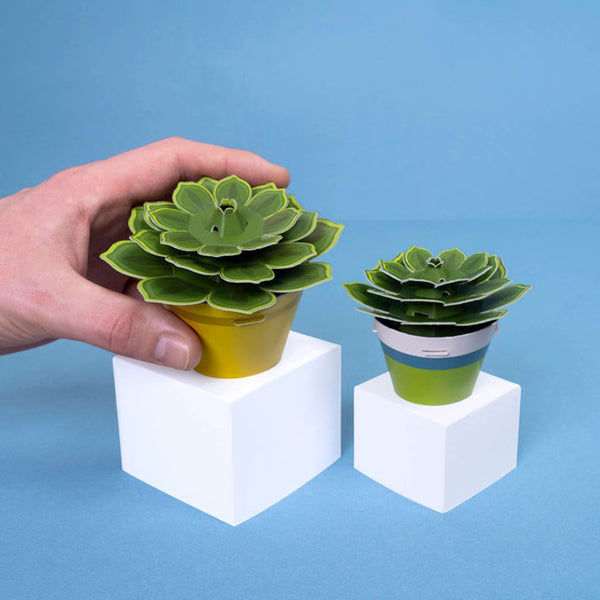 Make Your Own Soothing Succulent