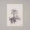 Marigold Art Print Unframed